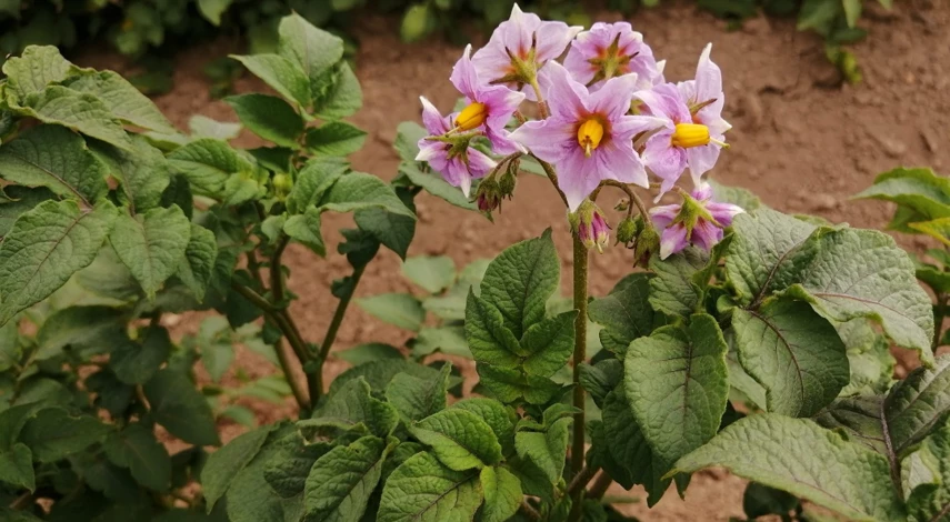 чем обработать картофель от фитофторы