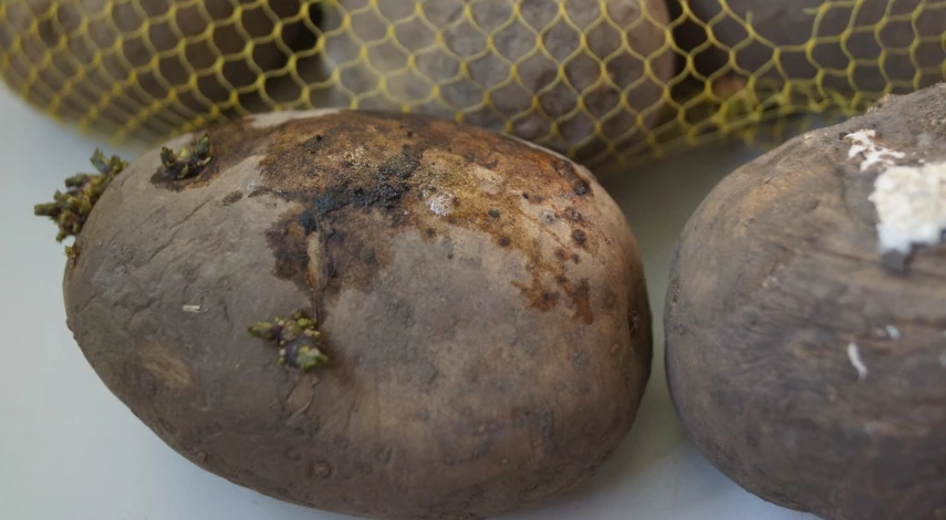 фитофтороз картофеля лечение