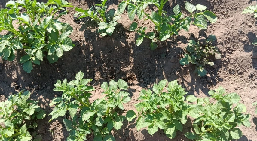 обработка картофеля от фитофторы