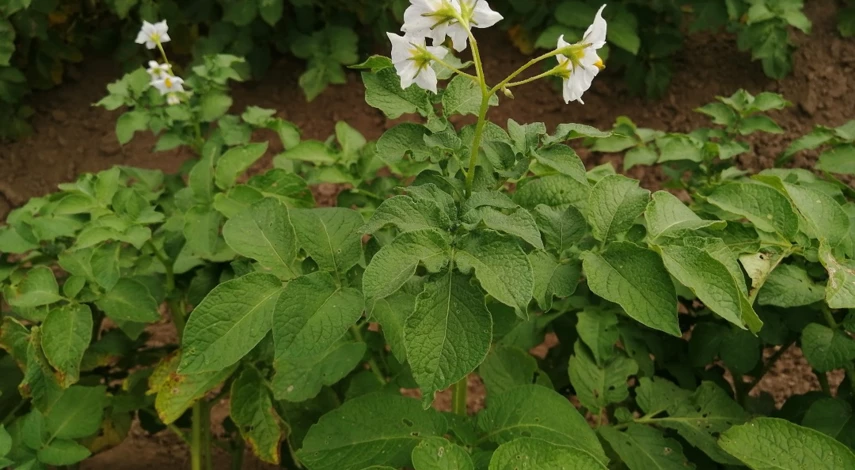 медный купорос от фитофторы картофеля