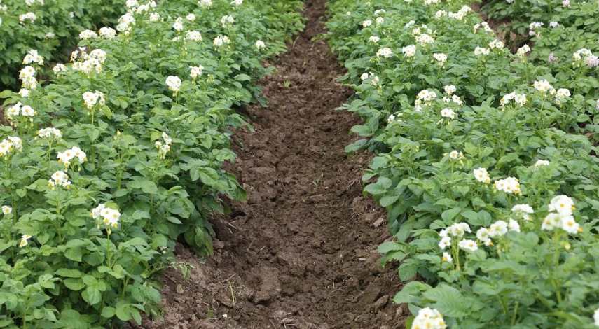 фитофтора на картофеле как бороться