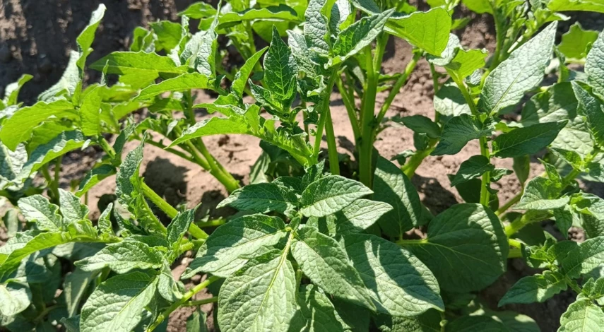 фитофтора ботвы картофеля