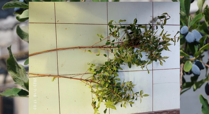 как обрезать жимолость после сбора урожая