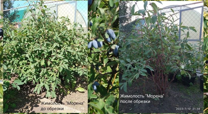 хороший урожай жимолости после обрезки