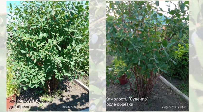 жимолость до и после обрезки