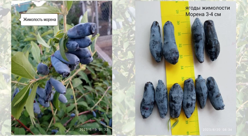 что делать на жимолости после сбора урожая