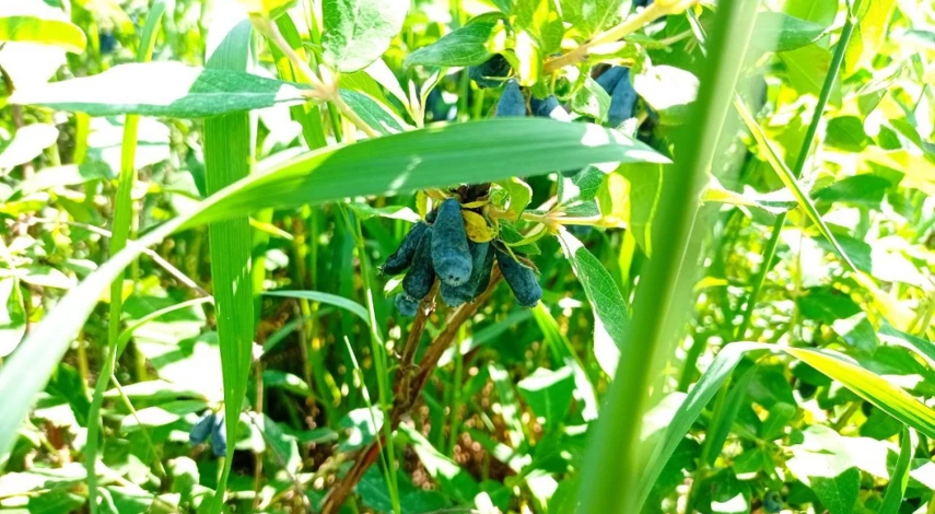 плюсы и минусы выращивания жимолости