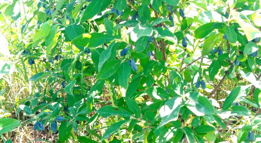 минусы выращивания жимолости