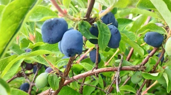 как обрезать жимолость для хорошего урожая