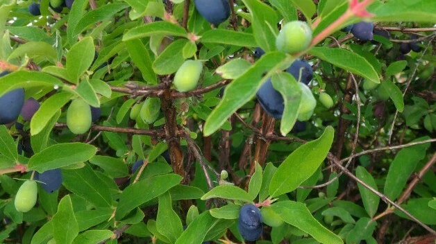 как размножить жимолость