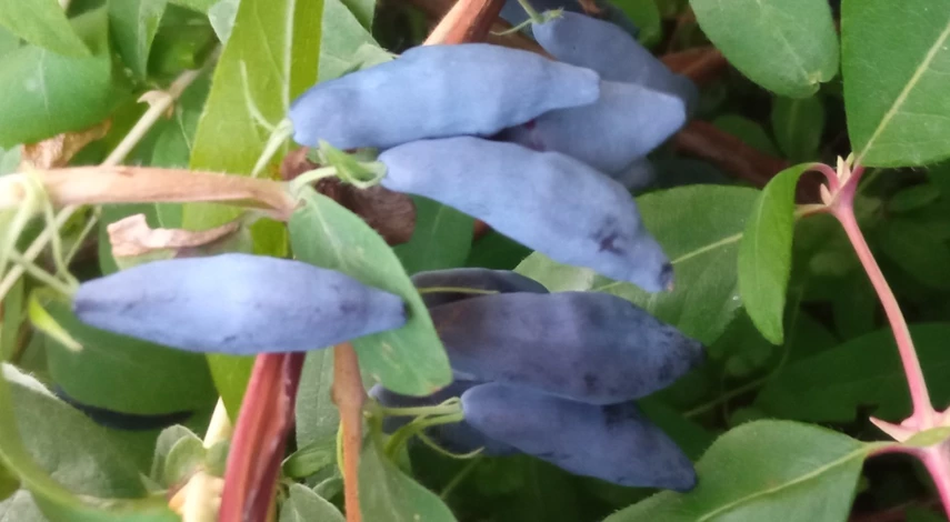 как размножить жимолость черенками