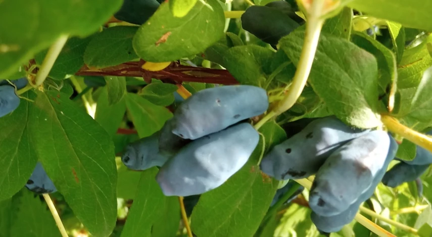 как размножить жимолость отводками