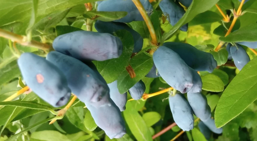 как размножить жимолость делением куста