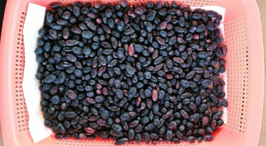 что делать с урожаем жимолости