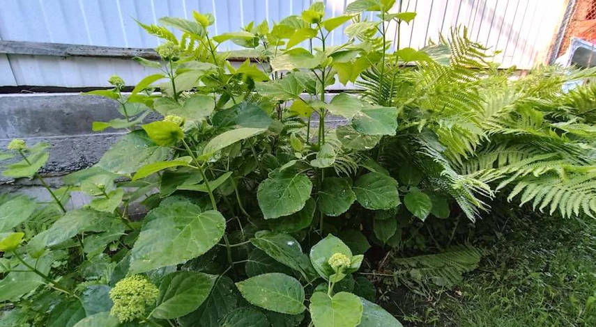 черенкование гортензии летом