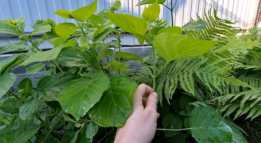 черенкование гортензии весной