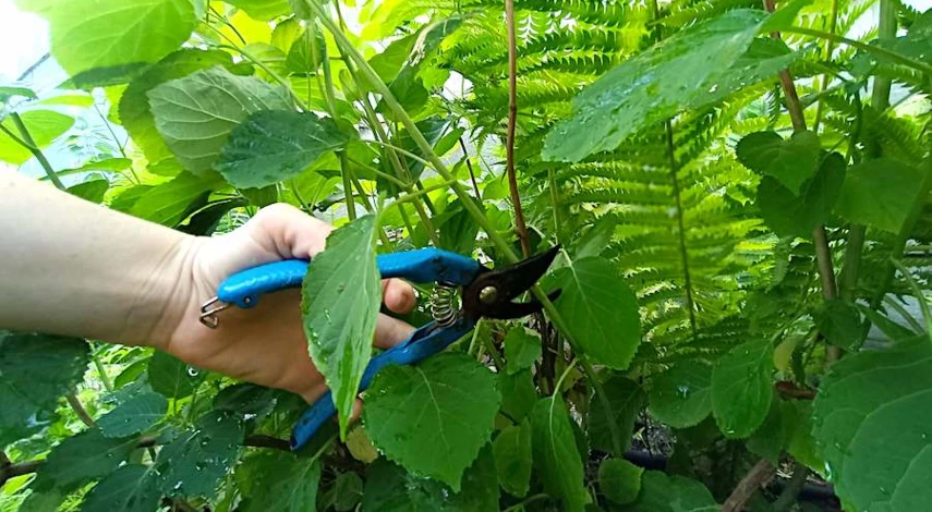 зеленое черенкование гортензии