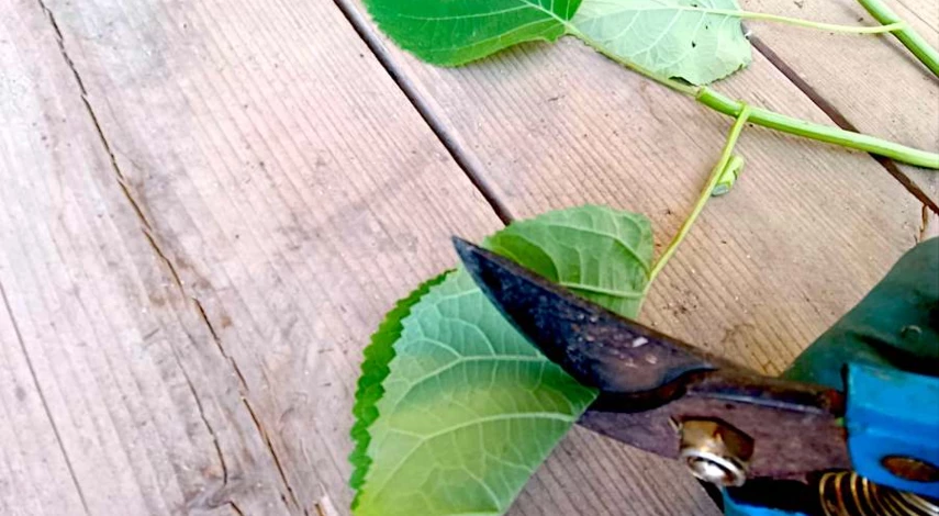 черенкование гортензии черенками