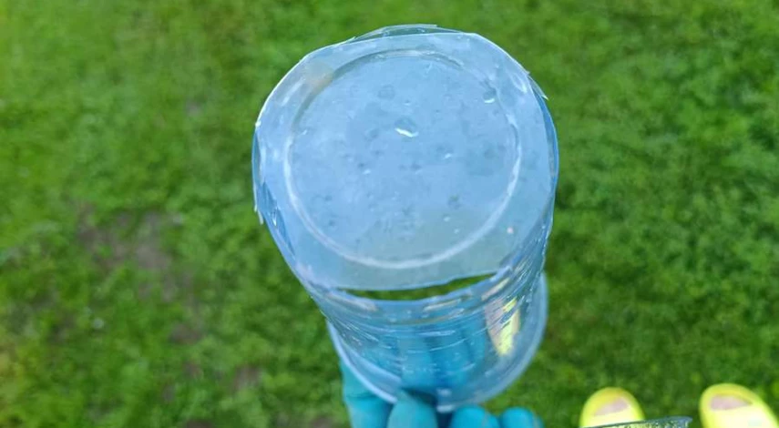 черенкование гортензии древовидной