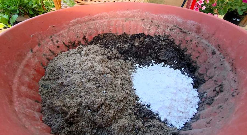 черенкование гортензии зелеными черенками