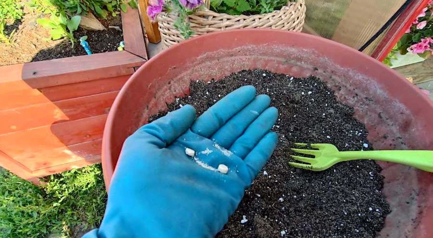 черенкование гортензии летом в июне