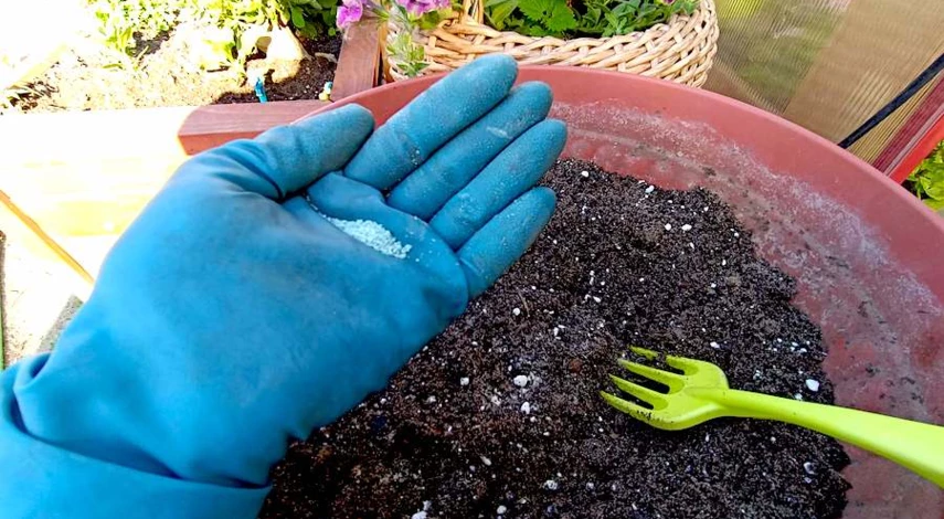 летнее черенкование гортензии