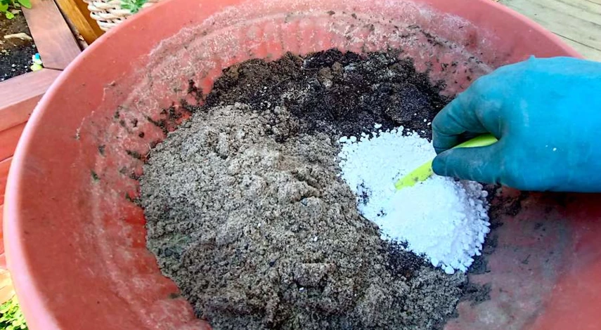 как черенковать гортензию