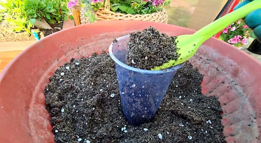 как правильно черенковать гортензию