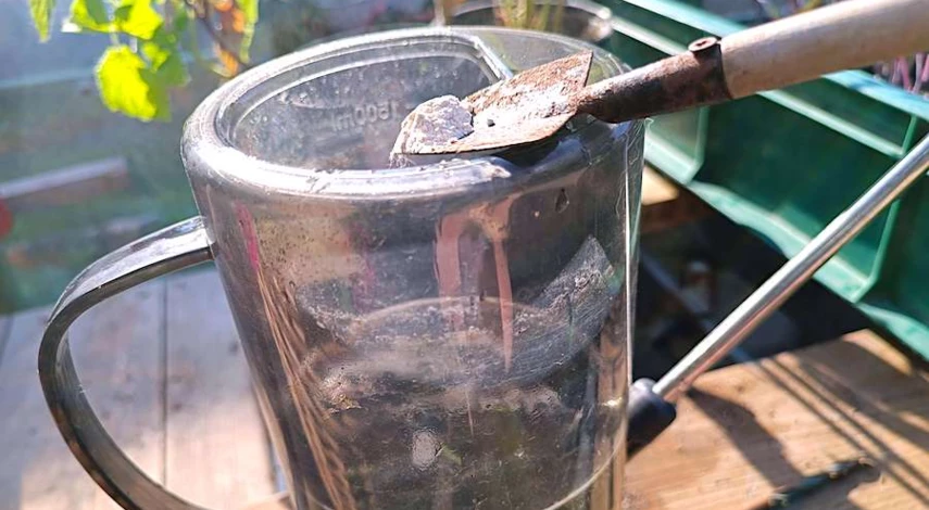 когда можно черенковать гортензию