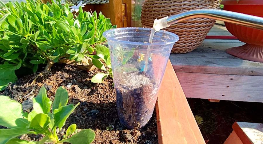 черенкуют ли гортензию