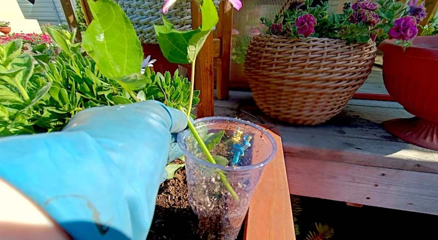 можно ли черенковать гортензию