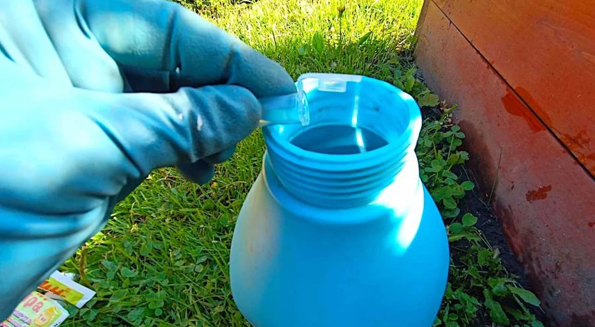 когда черенковать гортензию для размножения