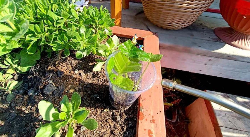 как черенковать гортензию летом правильно