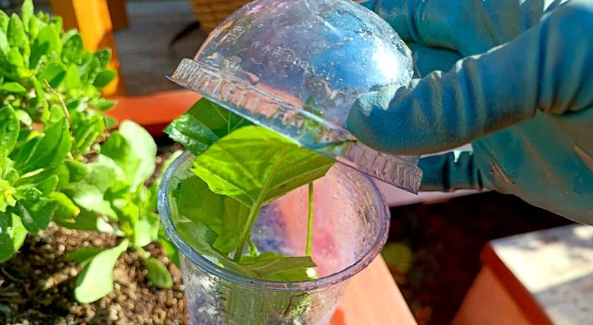 как черенковать гортензию в июне