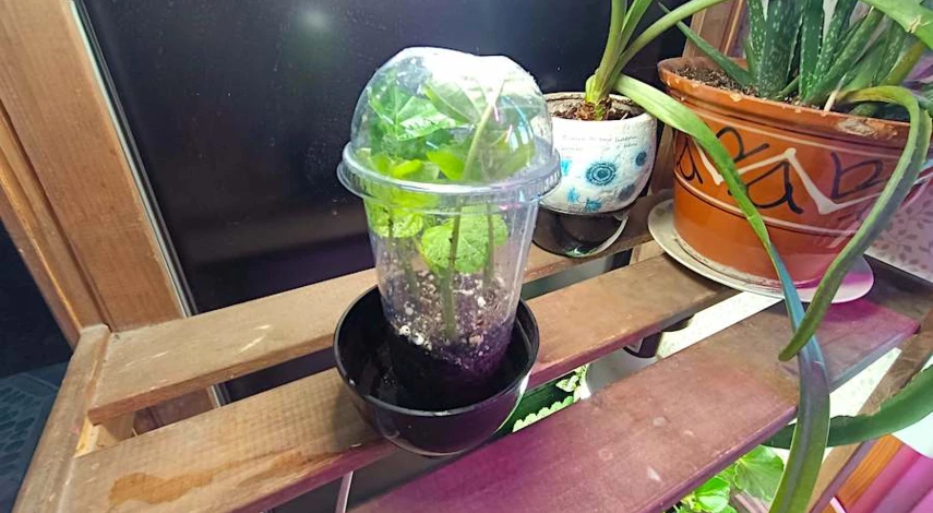 как черенковать древовидную гортензию