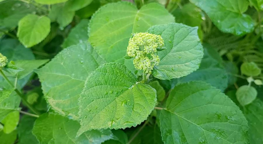 размножение гортензии черенками