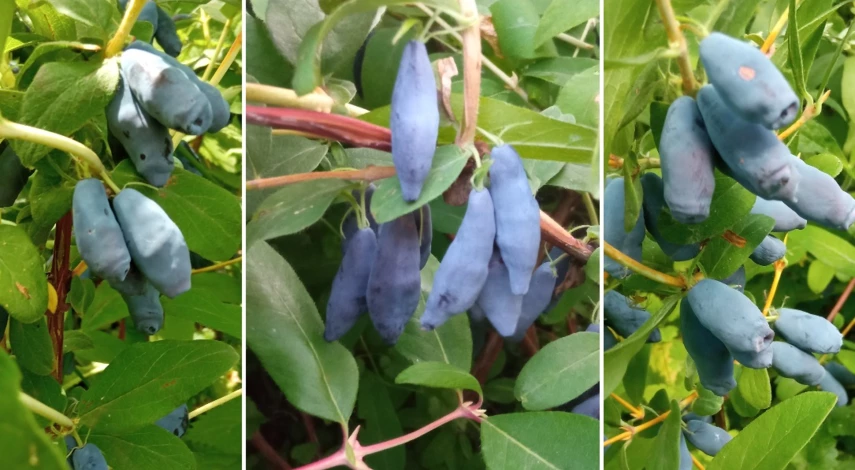 жимолость условия выращивания