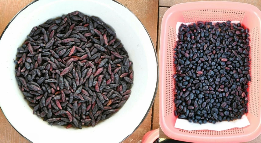 жимолость агротехника выращивания