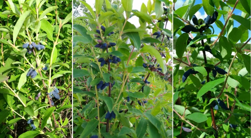 жимолость технология выращивания