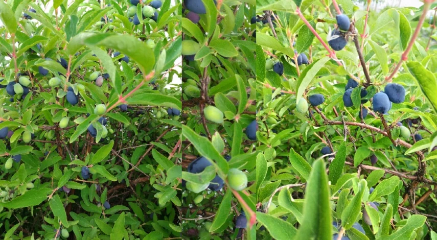 особенности выращивания жимолости