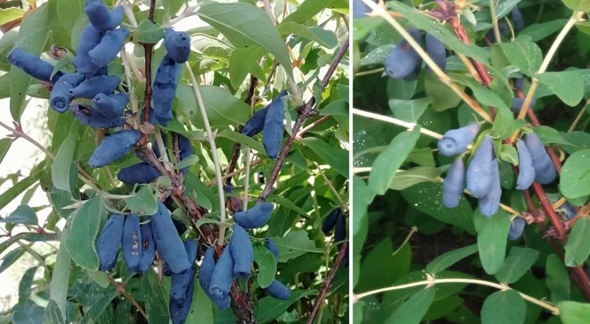 выращивание жимолости из семян