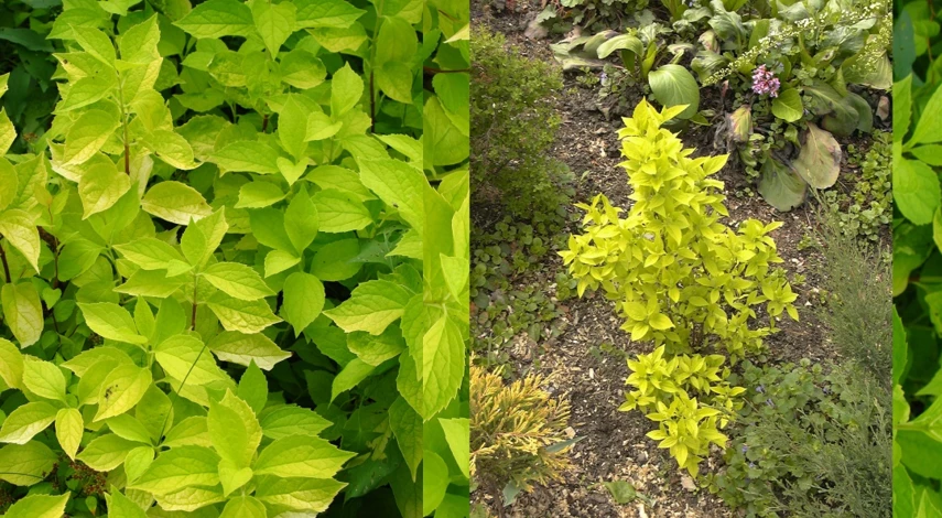 чубушник золотистый