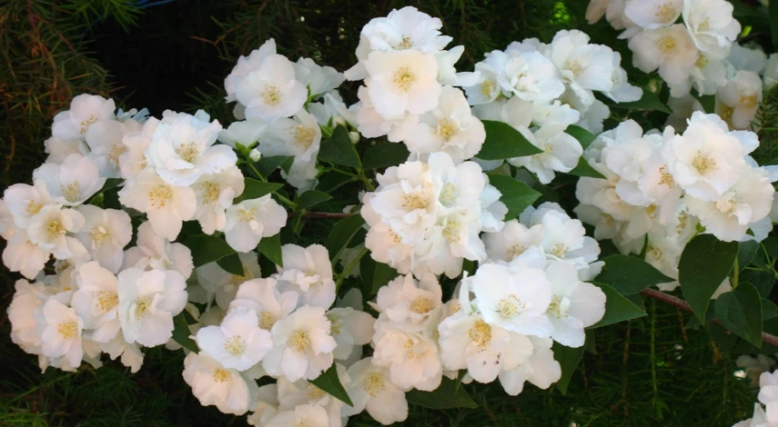 чубушник сорта академик комаров