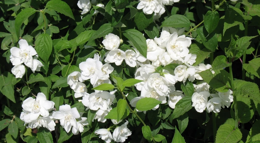 сорт чубушника вирджинал