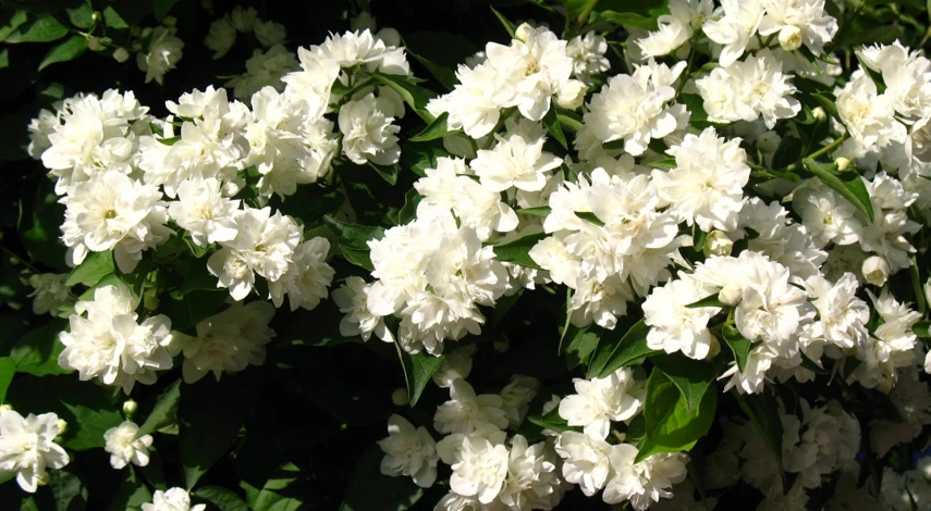 сорт чубушника памяти вехова