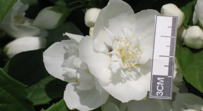 чубушник жасмин описание