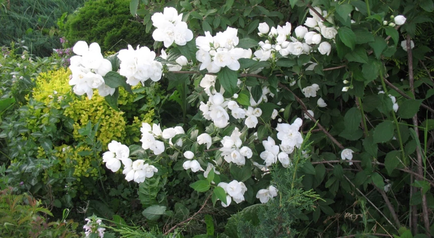 чубушник летом