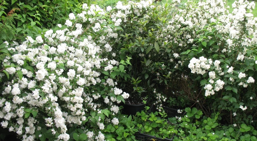 чубушник как размножить