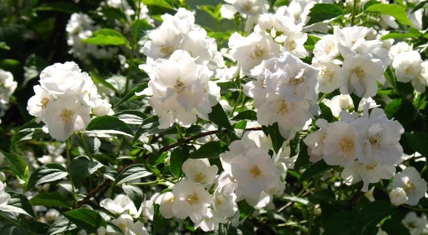 чубушник размножение