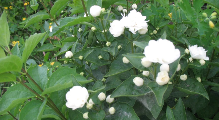 вехов чубушники